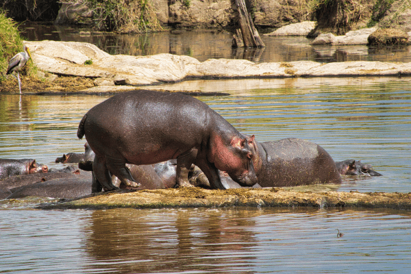 Amboseli Nationalpark in Kenia - Nilpferdbeobachtung am Kilimandscharo. Amboseli Nationalpark in Kenia