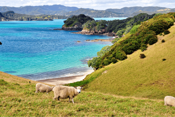 Kristallklares Wasser der Bay of Islands mit Inselblick in Neuseeland