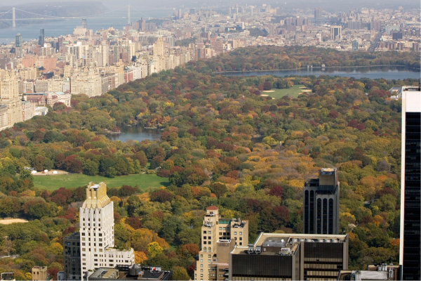 Das üppige Grün des Central Park mit der Skyline von New York City im Hintergrund. Central Park, New York City - Städtische Oase inmitten von Wolkenkratzern