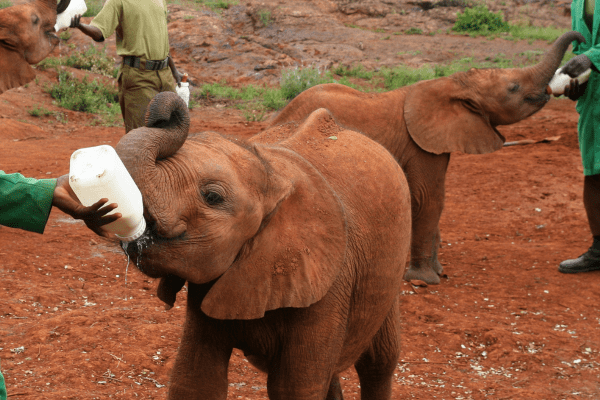 Besuchen Sie den David Sheldrick Wildlife Trust in Nairobi, Kenia, und unterstützen Sie die Rettung der Elefanten. David Sheldrick Wildlife Trust in Nairobi, Kenia