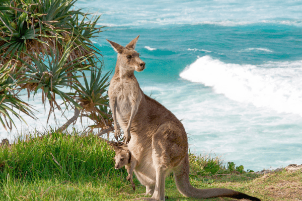 Känguru in seinem natürlichen Lebensraum auf Kangaroo Island, Australien