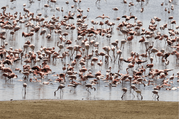 Lake Manyara Nationalpark in Tansania