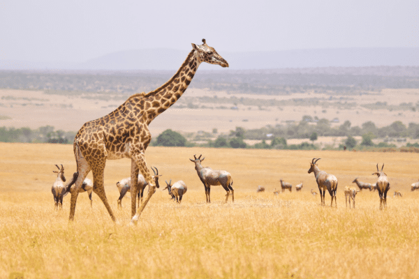 Masai Mara Nationalpark in Kenia - Wildtierbeobachtung in der Savanne. Masai Mara Nationalpark in Kenia