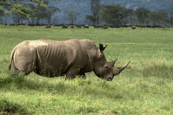 Erleben Sie die Schönheit des Nakuru Nationalparks in Kenia mit Nashörnern und vielen anderen Wildtieren. Nakuru Nationalpark in Kenia