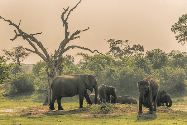 Nationalpark Yala