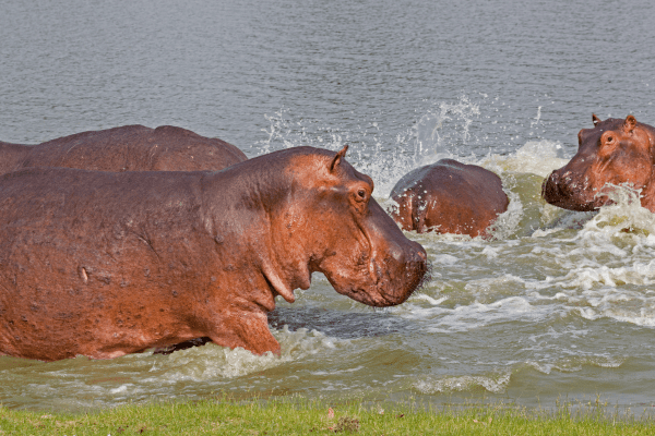 Selous Reservat in Tansania 