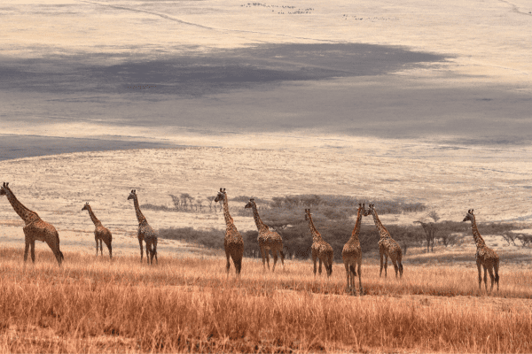 Serengeti Nationalpark in Tansania