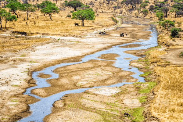 Tarangire Nationalpark in Tansania