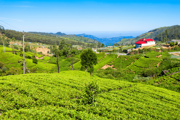 Ausgedehnte Teeplantagen in Sri Lanka