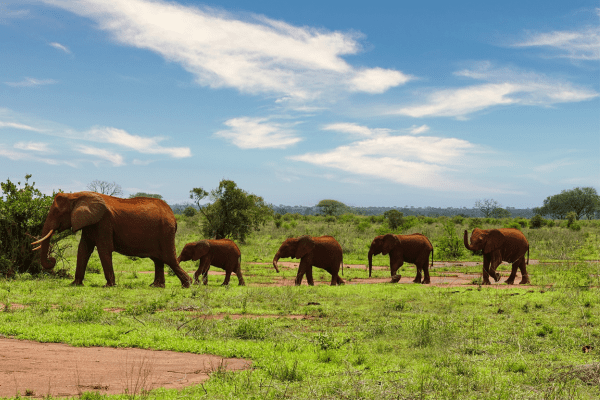 Entdecken Sie die einzigartige Tierwelt im Tsavo Nationalpark in Kenia. Tsavo Nationalpark in Kenia
